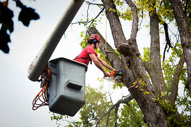 Tree Service Company in Proctor, VT